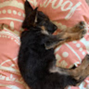 Meet your Posher, Lauren